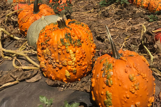 Happy Fall!